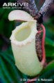/album/fotogaleria-nepenthes/images-6-jpg3/
